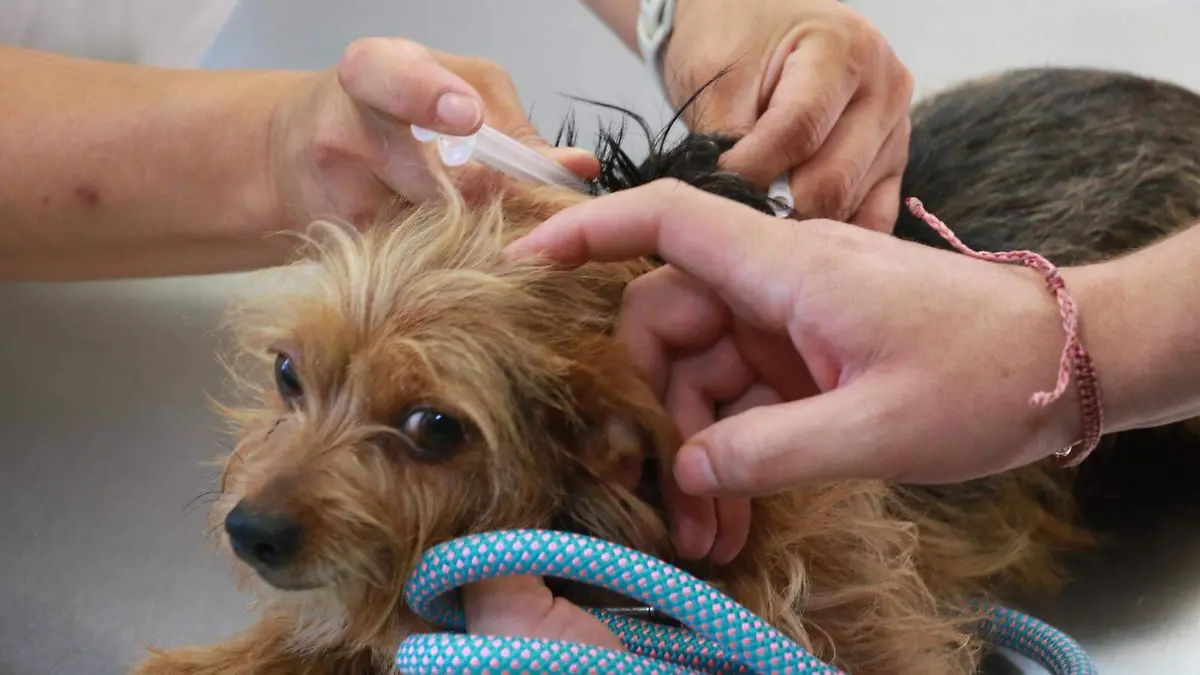 esterilizacion de mascotas (2)